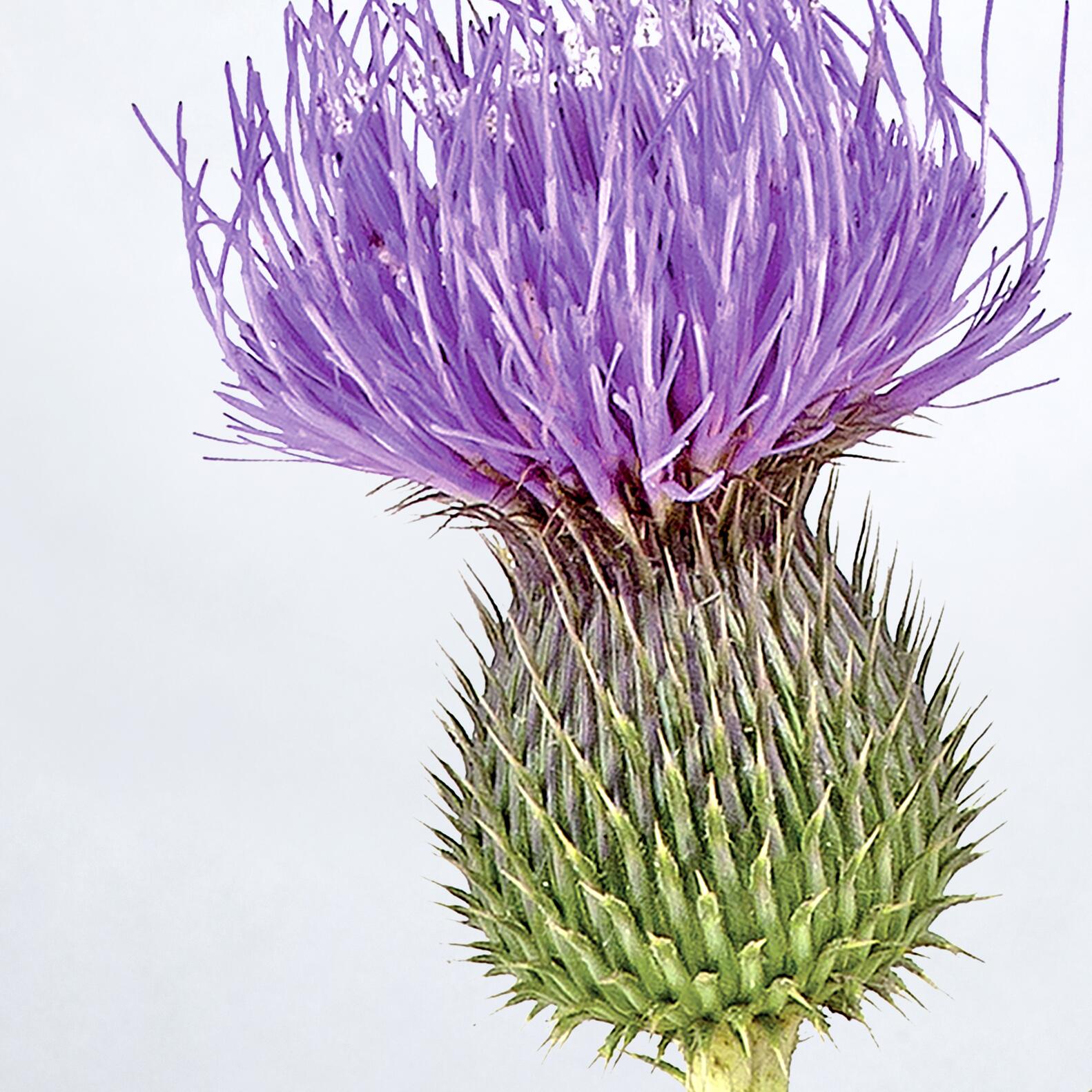 av_cleanance comedomed_chardon-marie_3282770202854